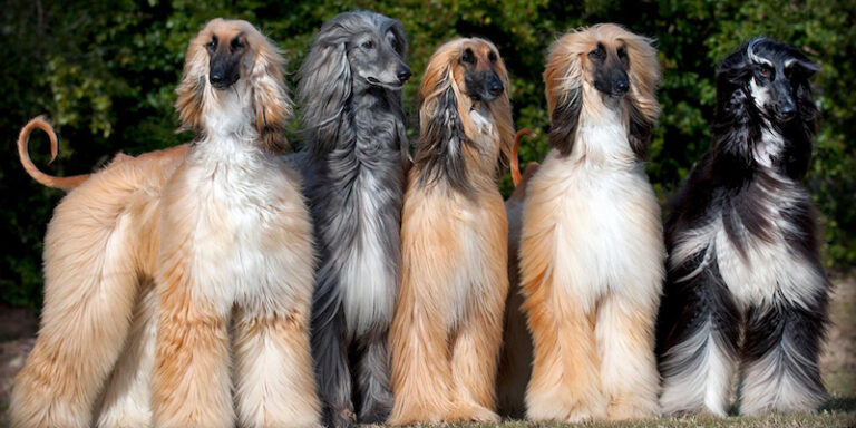 What Losing My Childhood Dog Taught Me About Grief and Companionship