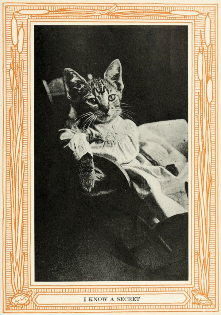 26905 Foto AK junge Katze um 1930 Stengel Verlag Photo PC cat