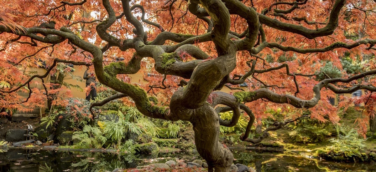 Willow tree symbolism and significance - Better Place Forests