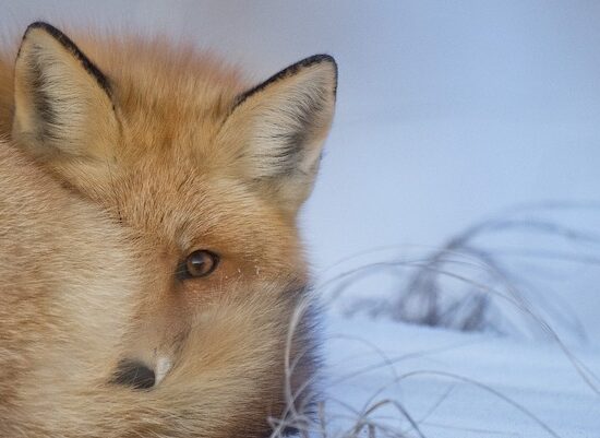 “绝对失败的游戏”