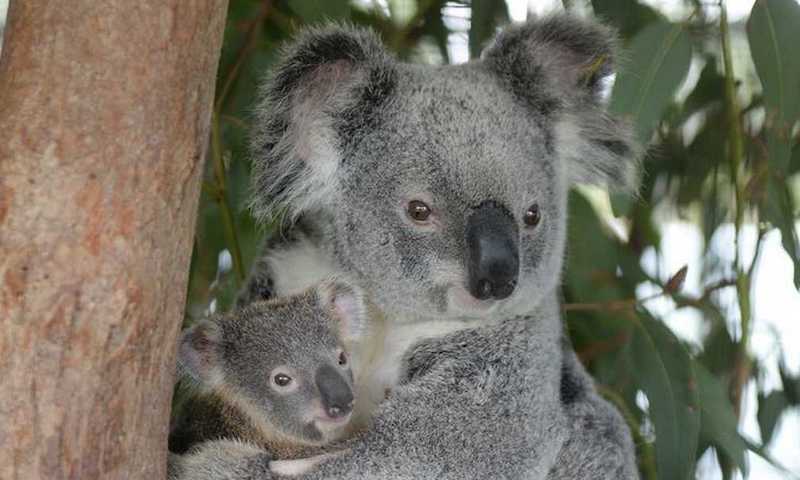 What the Social Lives of Koalas Tell Us About Ourselves ‹ Literary Hub