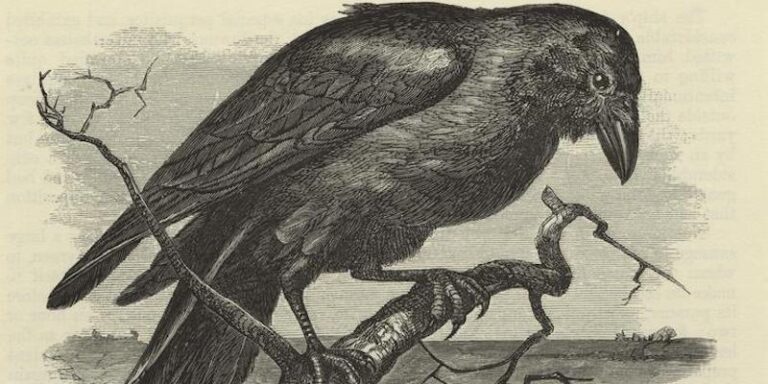 A Compendium of Literary Ravens