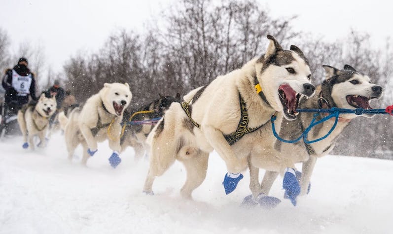 Once You Start Mushing, There's No Going Back ‹ Literary Hub