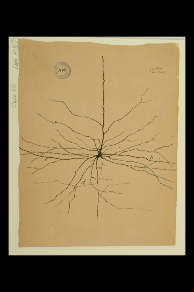 Santiago Ramón Y Cajal neuron drawing