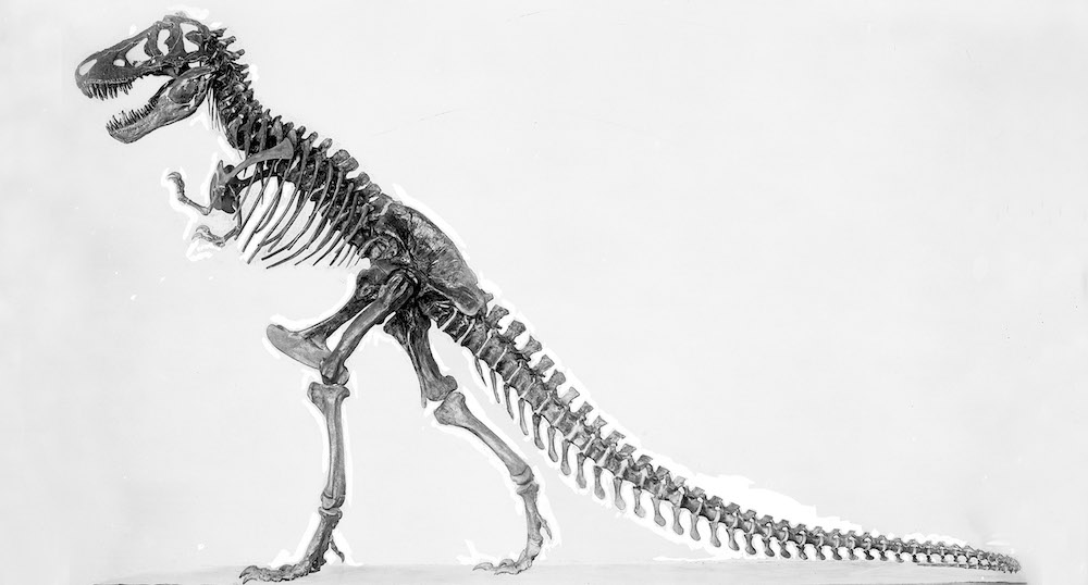 first dinosaur fossil
