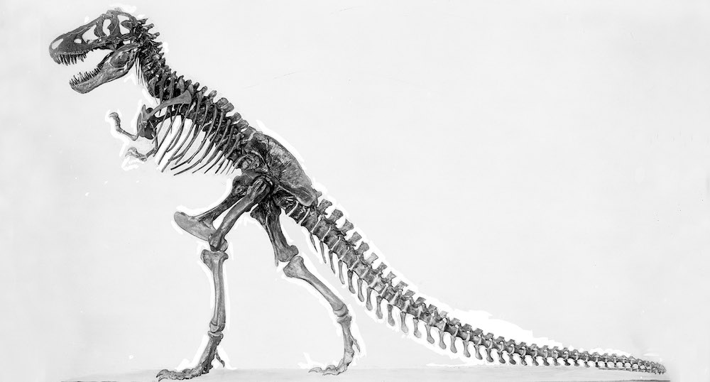 Invest in T. Rex? Dinosaur Collecting Booms But Fossils Belong in