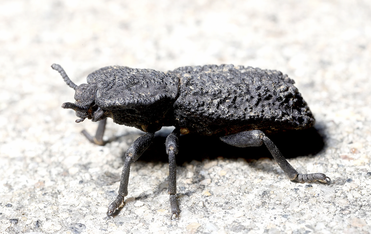 The Mystery of the Indestructible Beetle ‹ Literary Hub