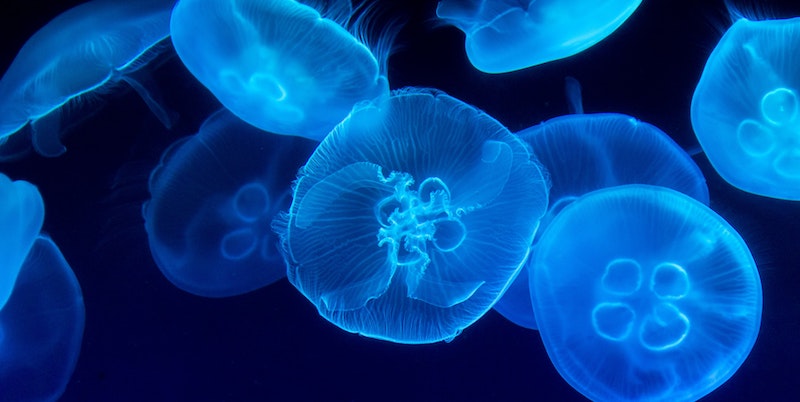 What's the Point of a Jellyfish? Reflections on the Endless Cycle