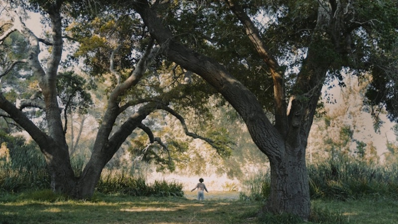 The 18 Most Memorable Trees in Literature ‹ Literary Hub