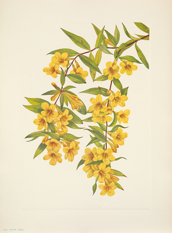 Mary Vaux Walcott illustration of flowers