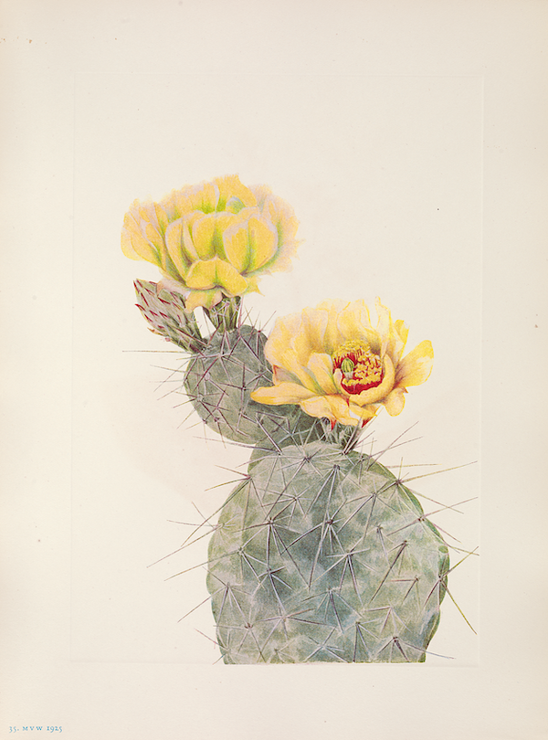Mary Vaux Walcott illustration of flowers