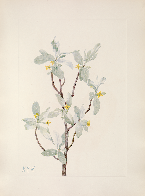 Mary Vaux Walcott illustration of flowers