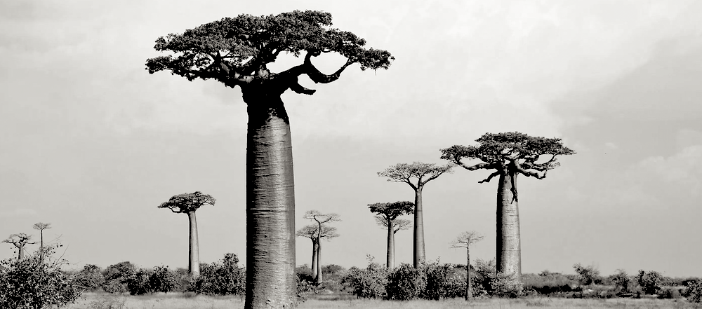 Meet Nature's Apex Regenerator: The Mighty Baobab Tree ‹ Literary Hub