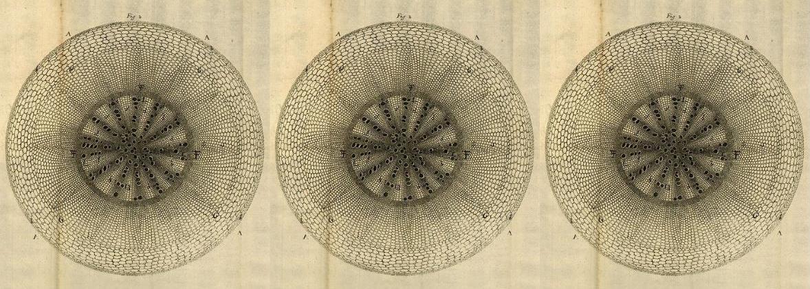 How Humans Came To Discover The Unseen World Of Cells Literary Hub