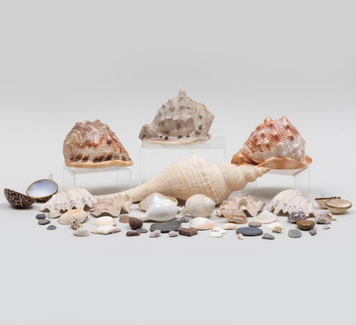 Lot 50, Group of Shells and Beach Pebbles