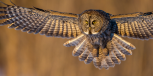 great gray owl