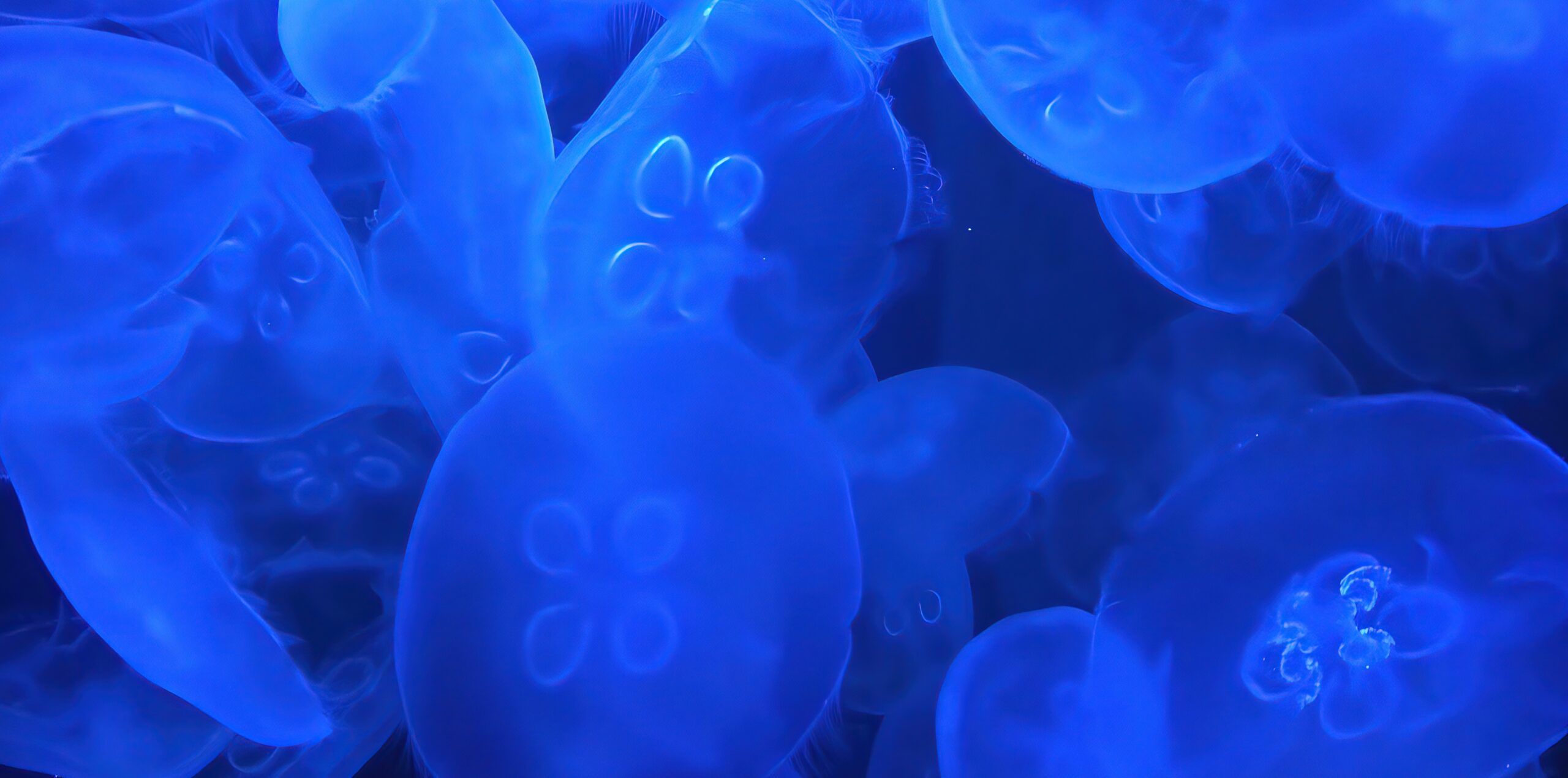 Jellyfish, jellies, medusae, quallen, and agua mala—regardless of what you call them, they instill fear and wonder in humans. They are slimy, cold, 