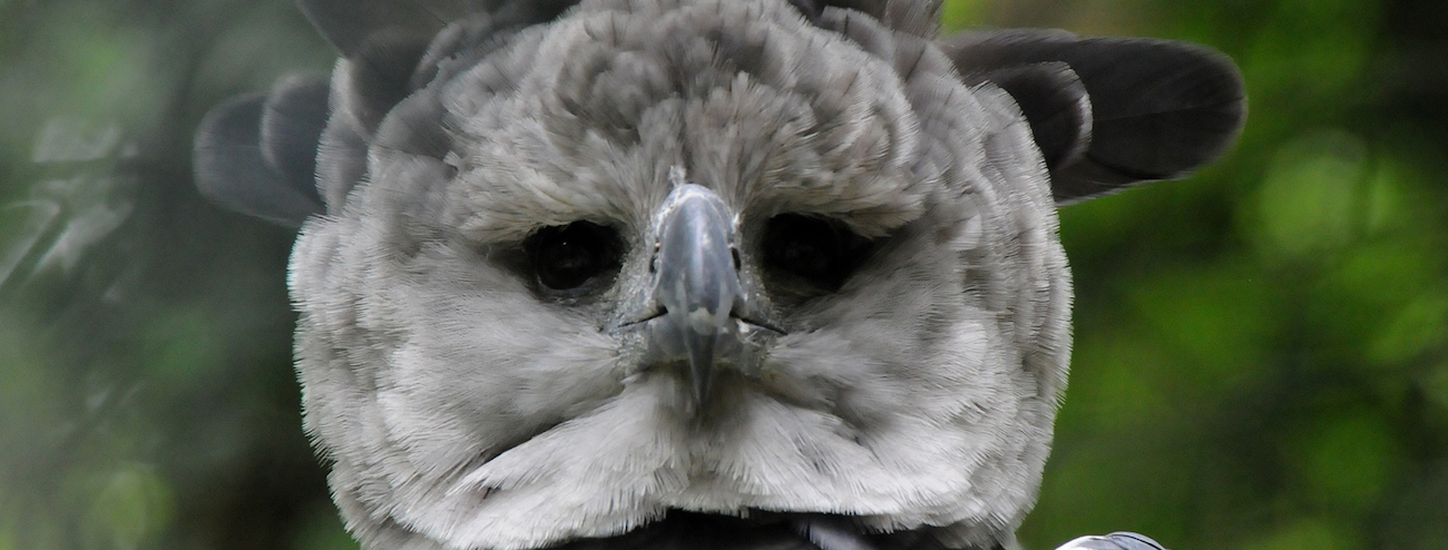 Harpy Eagle, REGION-South America, Harpy eagles are conside…