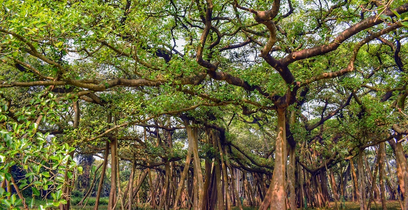 The 18 Most Memorable Trees in Literature ‹ Literary Hub