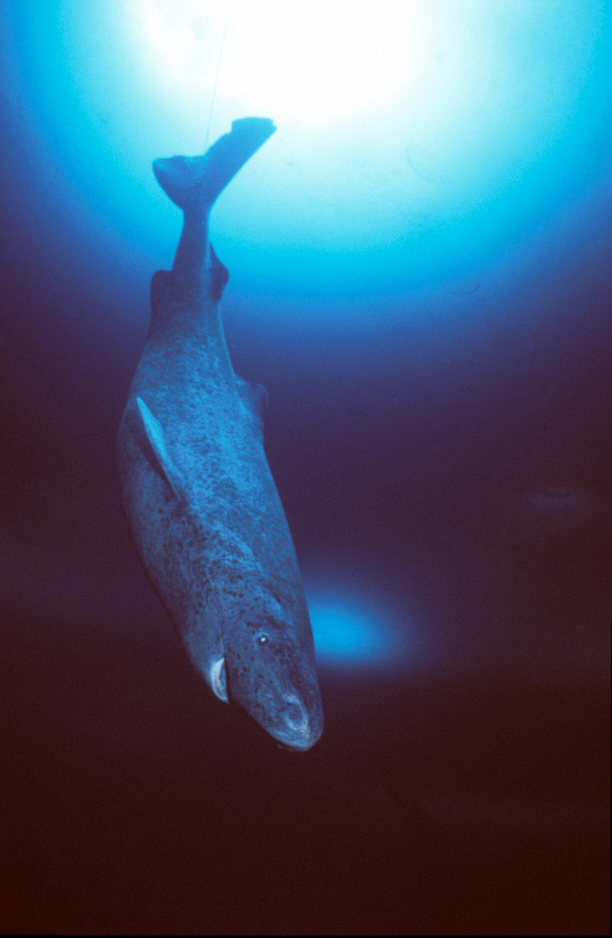 When Predator Becomes Prey: Why Sharks Need Protection From Humans