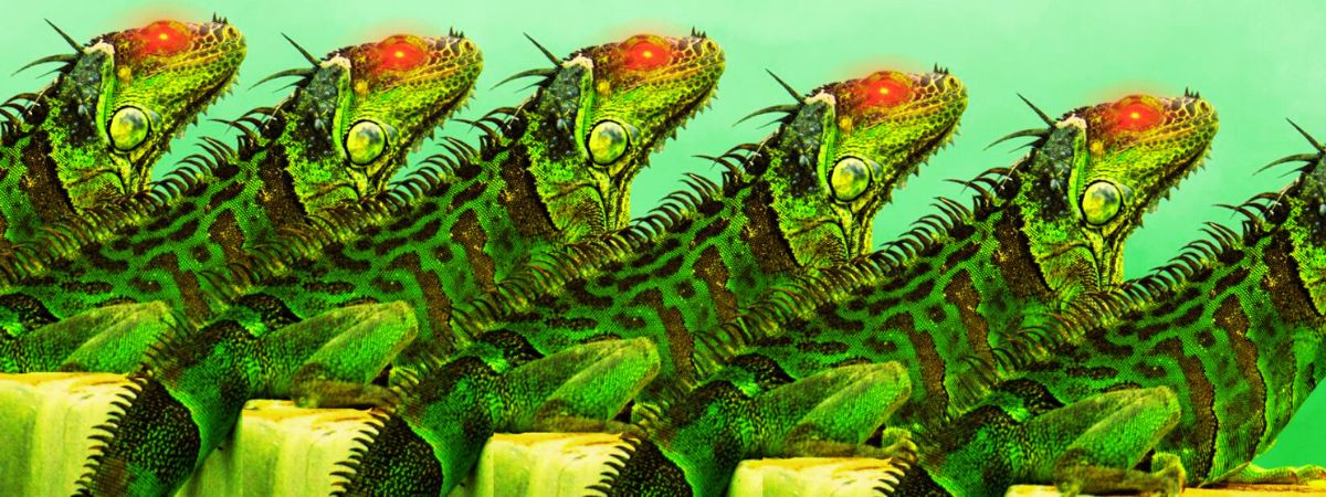 Who doesn't love Lizards' Wallpaper, - New York Lizards