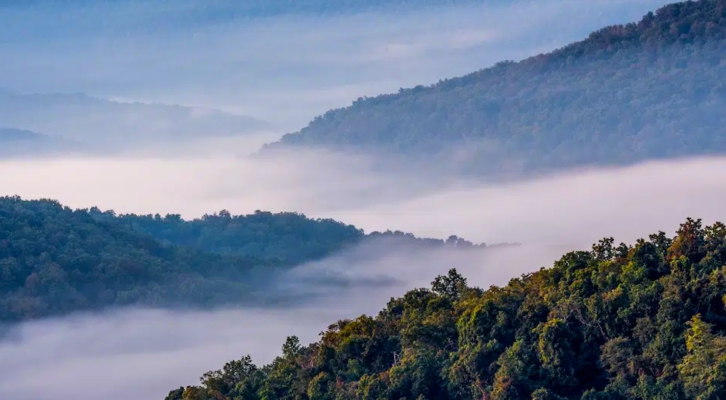 The 18 Most Memorable Trees in Literature ‹ Literary Hub