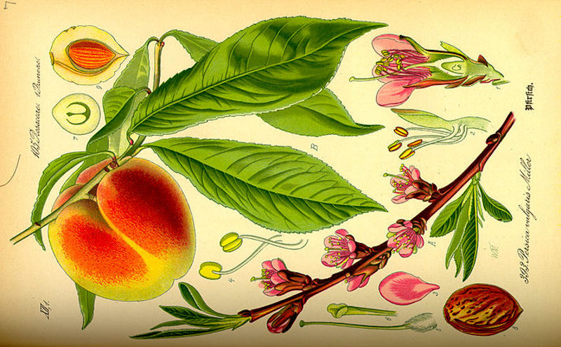Peaches at Dusk, creating novel translations