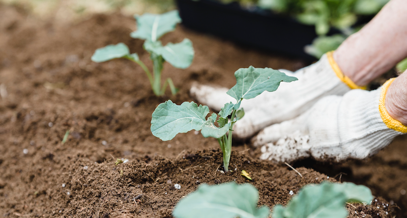 gardening