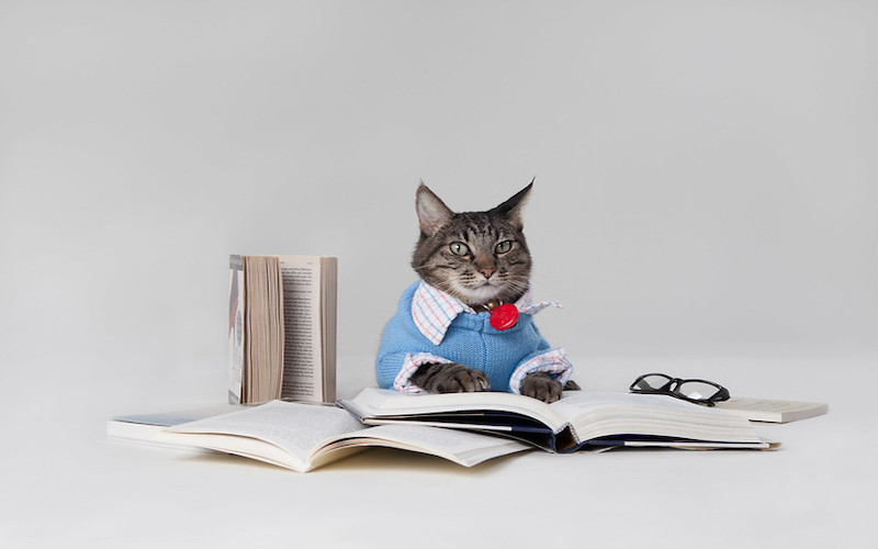 You Had Me At Meow: On the Hidden Language of Cats ‹ Literary Hub