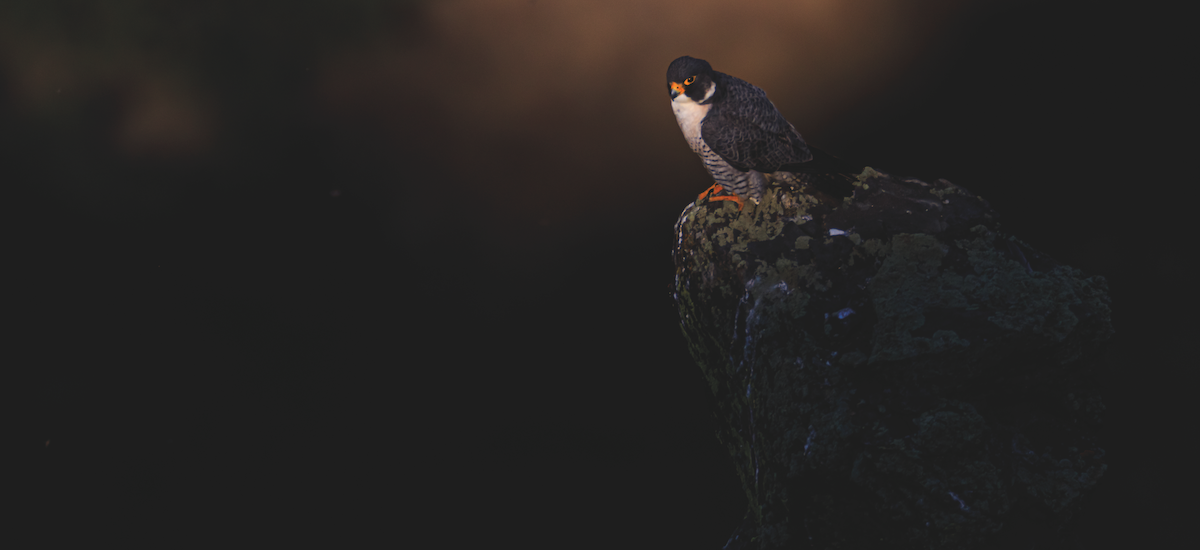 Ten Wildlife Photographers Zoom In on Their Favorite Birds, Science