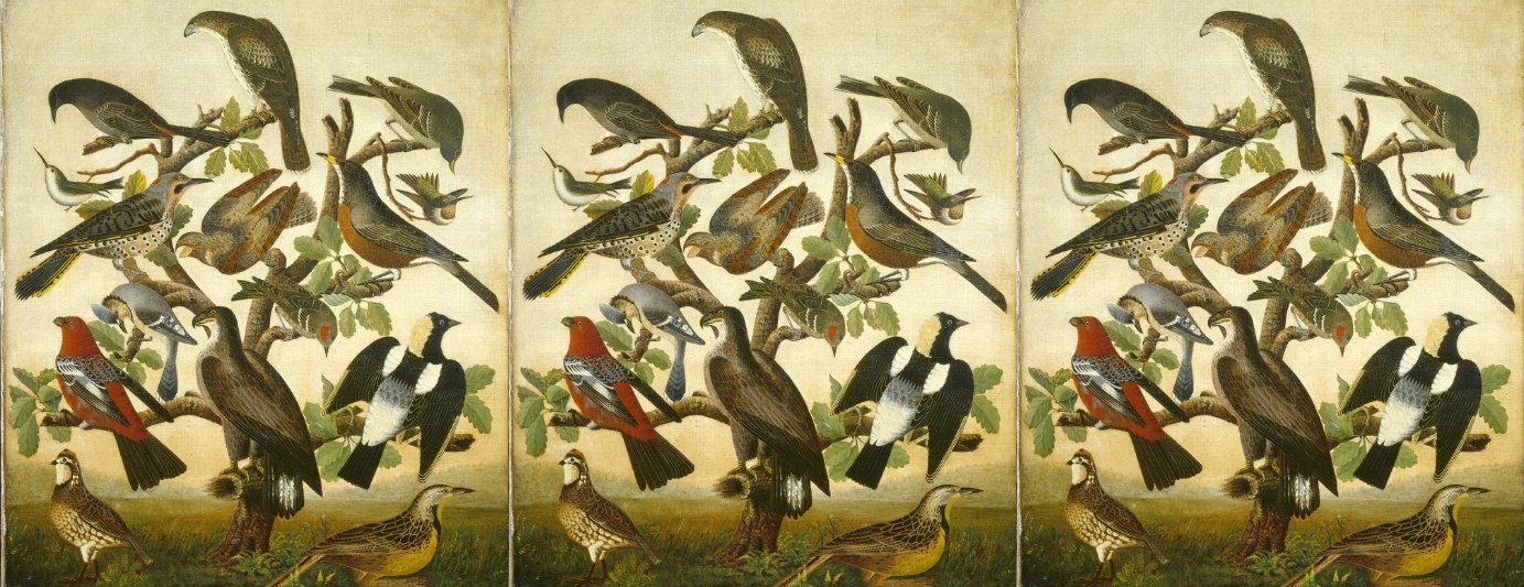 Avian Teachers: On What We Can Learn from Birds ‹ Literary Hub