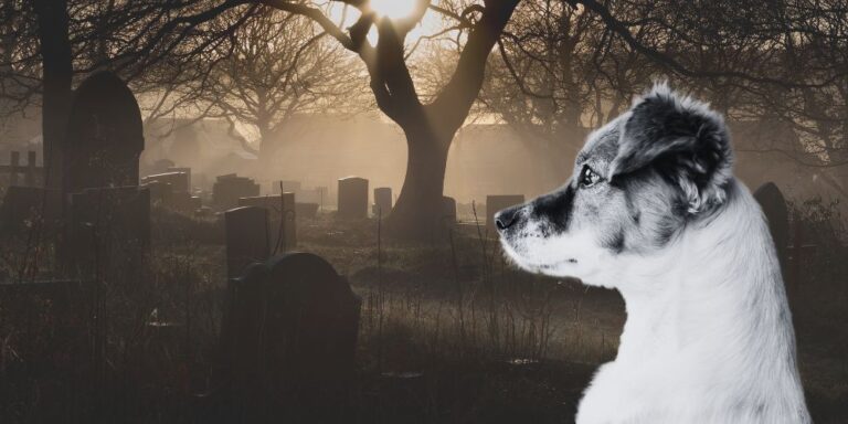 Kill the Pet, Kill the Book’s Rating: The Perils of Writing Dogs in Fiction
