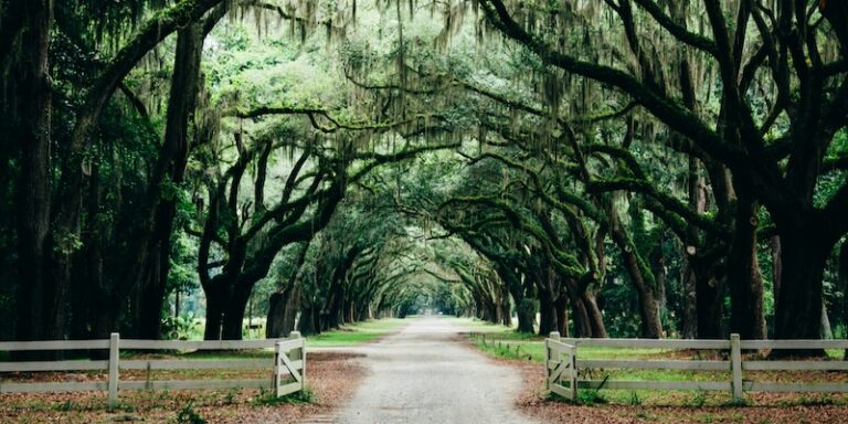 The Paradox of the Contemporary Southern Writer