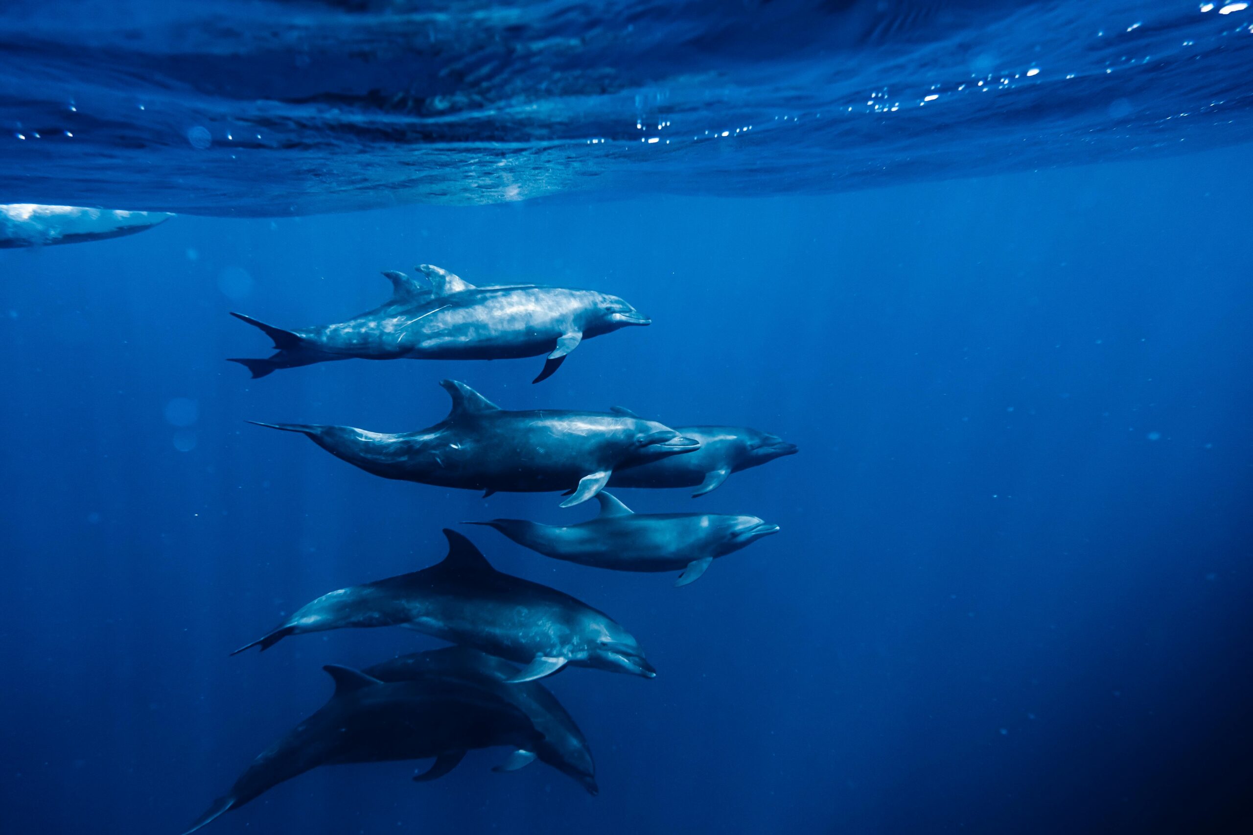 Do Dolphins Give Each Other... Names?
