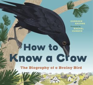 how to know a crow