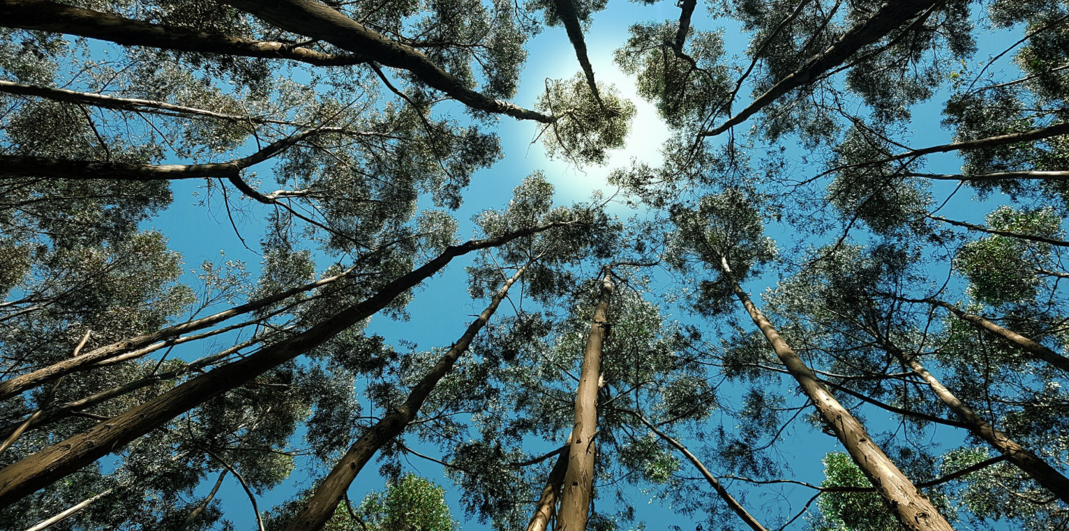 How to Pay Attention: On the Value of Stillness and Silence in All Seasons
