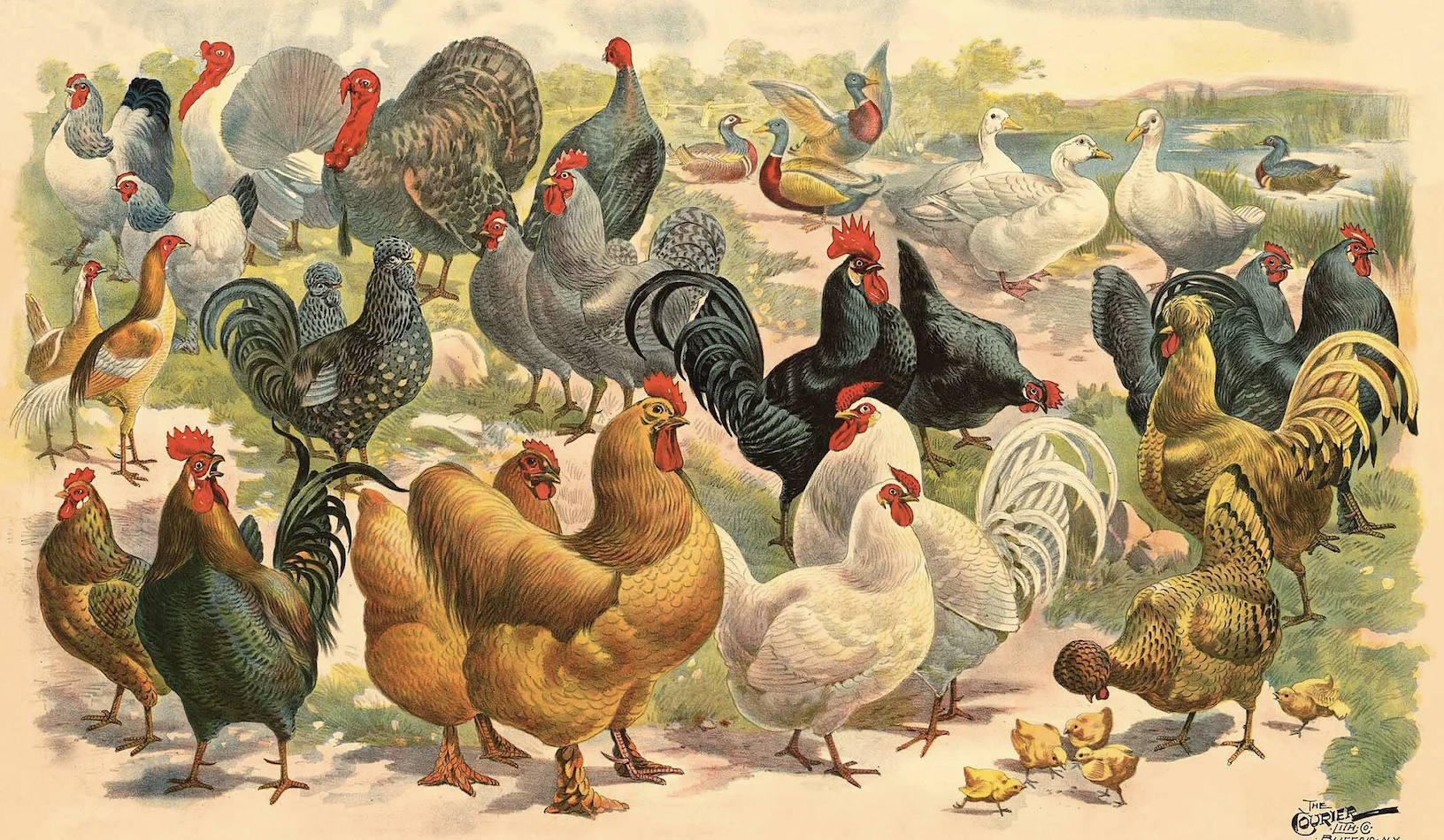 What Chickens Know: On Bonding with Birds and the Language of Hens