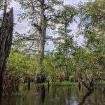 swamp