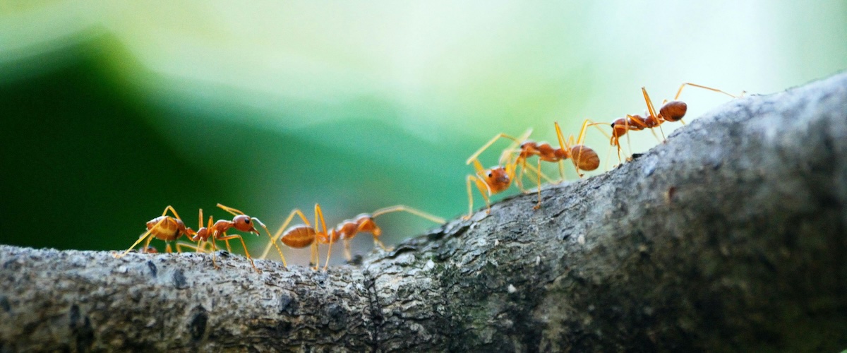 In Praise of Poetry About Bugs