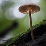 mushroom