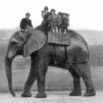 jumbo the elephant