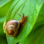 snail