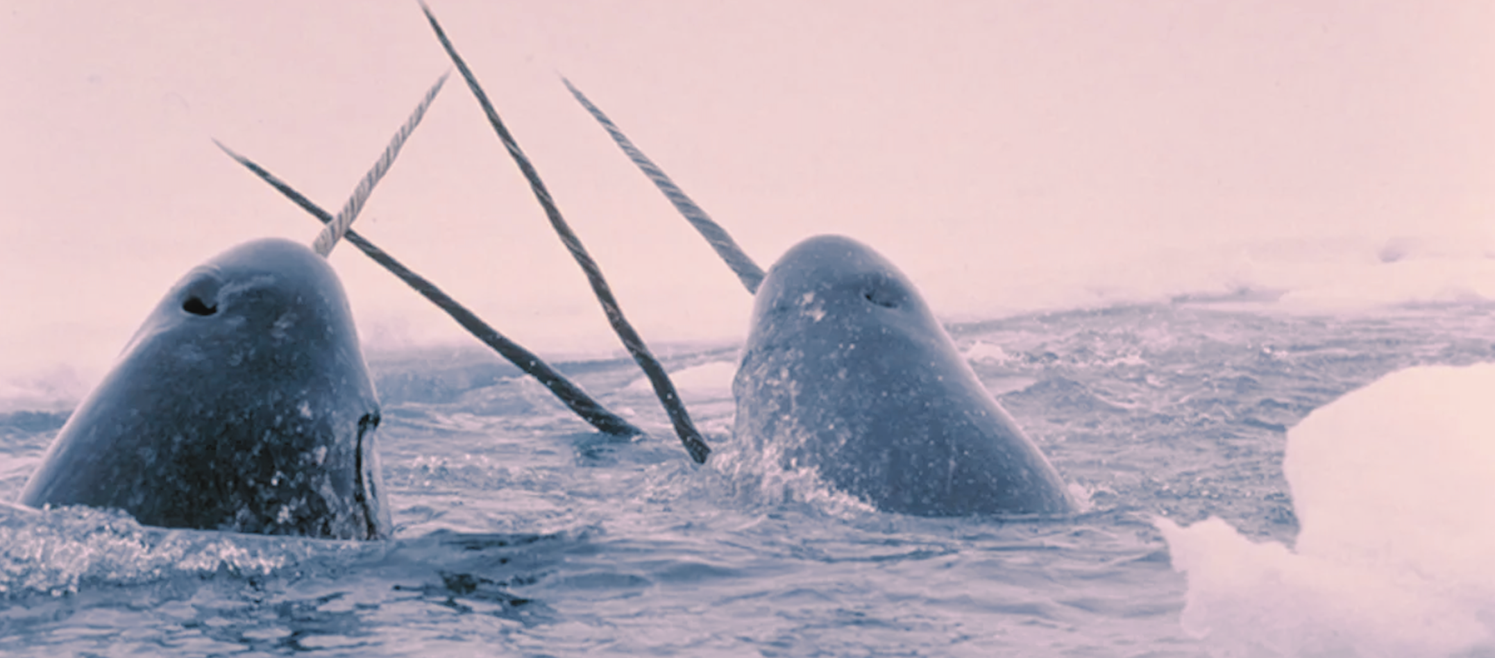 Murder, Polar Bears, and Arctic Hurricanes: The Many Twists and Turns of a 2008 Whaling Research Expedition