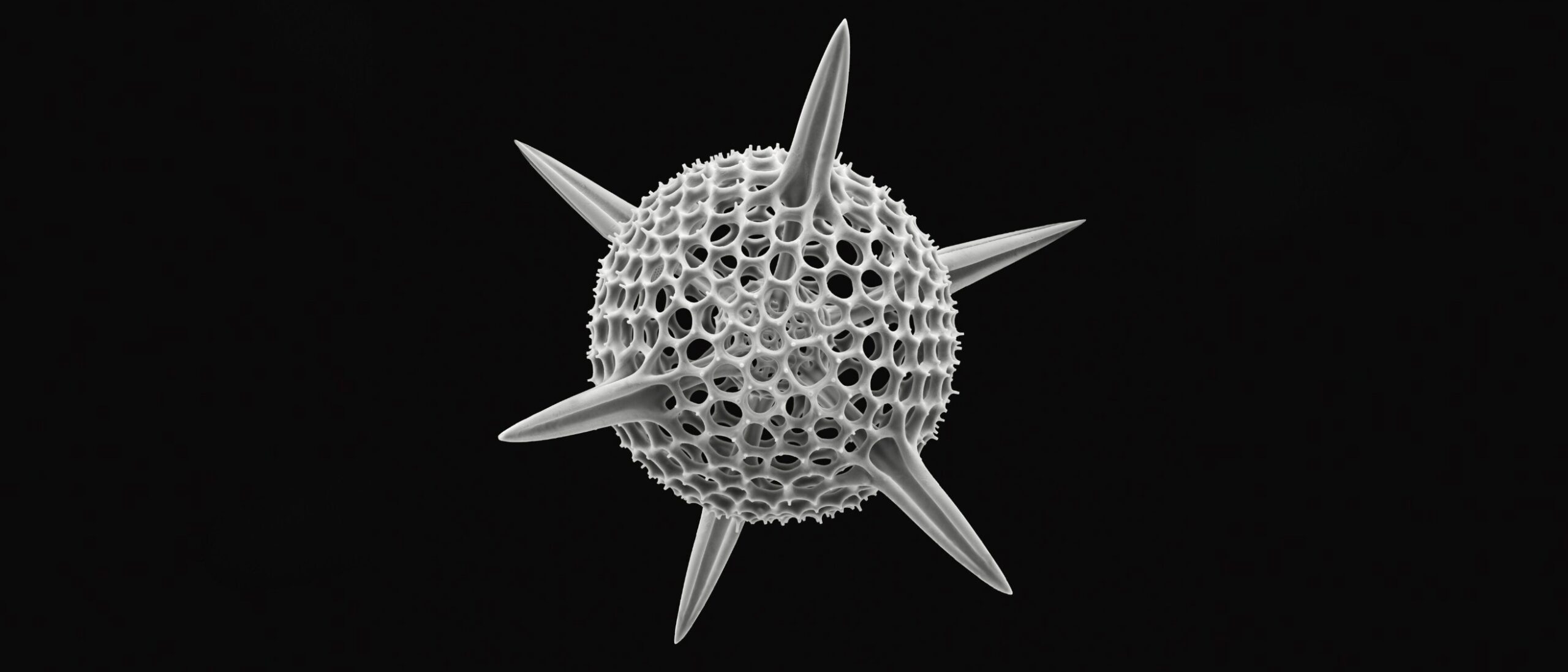 How the Discovery of Single-Celled Marine Organisms Resulted in One of the Most Influential Illustrated Books Ever Published