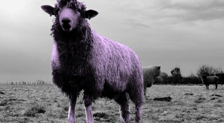 What’s With All the Sheep on Book Covers?