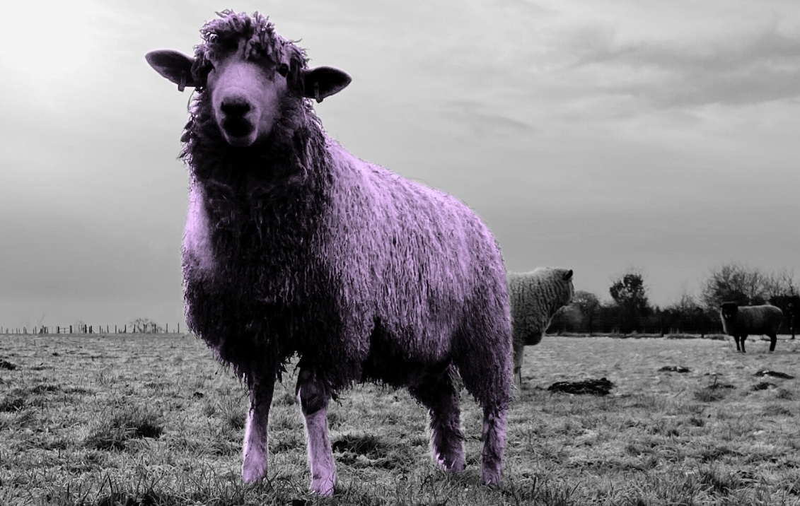 What’s With All the Sheep on Book Covers?