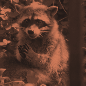 Catherine Newman on the Humor of the Unexpected