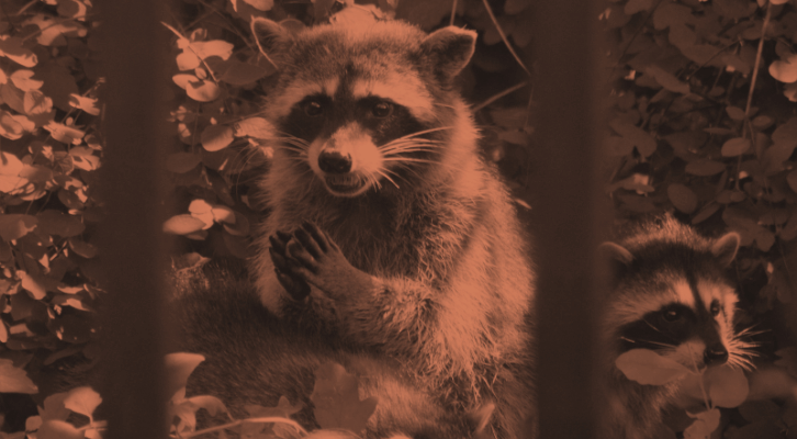 Catherine Newman on the Humor of the Unexpected