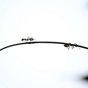 On Zombie Ants, Parasitic Fungus, and the Violent Legacy of Anti-Blackness