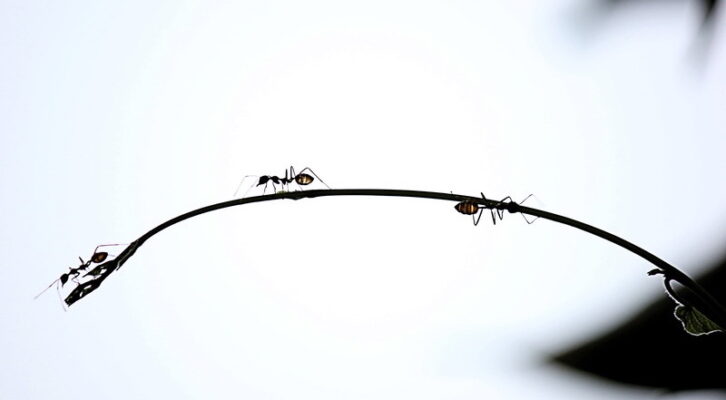 On Zombie Ants, Parasitic Fungus, and the Violent Legacy of Anti-Blackness